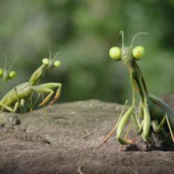 Minuscule 2 : Les Mandibules du bout du monde