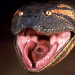 Anaconda, le prédateur