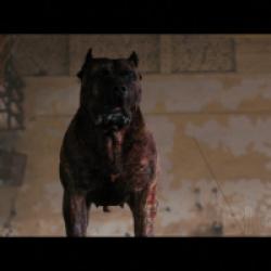 Bullet Head