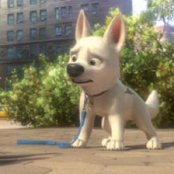 Volt, star malgré lui