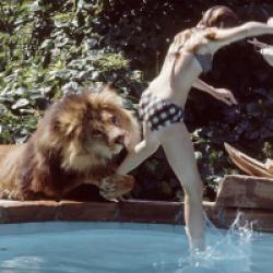 Roar