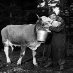 La Vache et le prisonnier