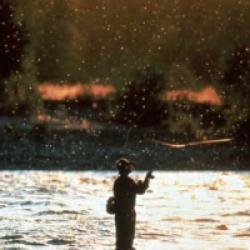 Et au milieu coule une rivière