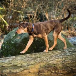 L'Incroyable aventure de Bella