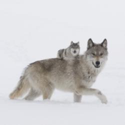 La Jeune Fille et les Loups