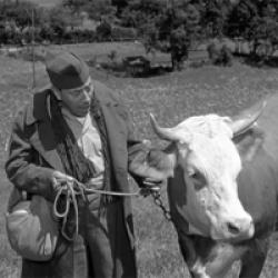 La Vache et le prisonnier