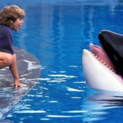 Sauvez Willy