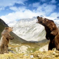 L'ours