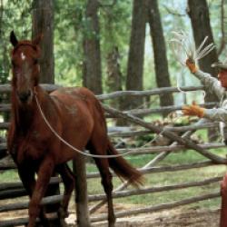 L'Homme qui murmurait à l'oreille des chevaux