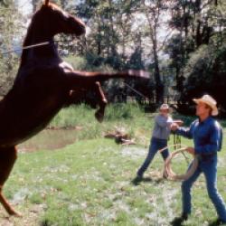 L'Homme qui murmurait à l'oreille des chevaux