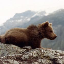 L'ours